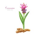 Curcuma plant with flower and roots. Watercolor illustration. Hand painted blooming curcuma with leaves and roots