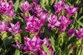 Curcuma plant with lengthy stems and vibrant pink pinecone-like flowers