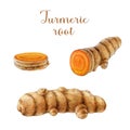 Curcuma root watercolor illustration set. Hand painted turmeric fresh root whole and sliced on white background. Ginger