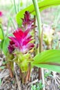 Curcuma sessilis flower Royalty Free Stock Photo