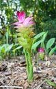 Curcuma sessilis flower Royalty Free Stock Photo