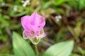 Curcuma sessilis