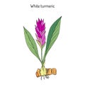 Curcuma zedoaria, zedoary, white turmeric