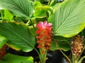 Curcurma cordata is an underground rhizome. Flowers in the axils of the leaves are overlapping layers of pink.