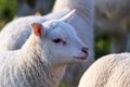a cure closeup animal Portrait of a small white little lamb on a sunny spring day. the mammal animal is standing in between others Royalty Free Stock Photo