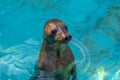 Cute Seal Portrait Royalty Free Stock Photo