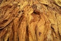 Curing Burley Tobacco Hanging in a Barn.Tobacco leaves drying in the shed.Agriculture farmers use tobacco leaves to incubate Royalty Free Stock Photo