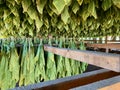 Curing Connecticut Shade Wrapper