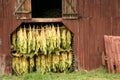 Curing Tobacco Royalty Free Stock Photo