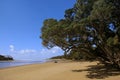 Curio Bay beach scene Royalty Free Stock Photo