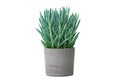 Curio ficoides or mount everest plant in concrete pot isolated on white background. House plant. Nobody