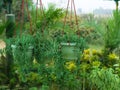 Curio Radicans plant hanging in a pot in nursery garden