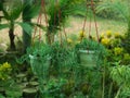 Curio Radicans plant hanging in a pot in nursery garden