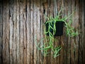 Senecio radicans with wood background. Royalty Free Stock Photo