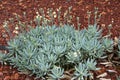 Clump of curio repens also known as blue chalksticks ground cover