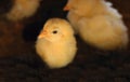 Curios chick Royalty Free Stock Photo