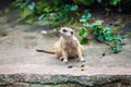 Curios meerkat suricate sitting on the stone Royalty Free Stock Photo