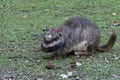 Curios Plains or common vizcacha- lagostomus maximus - feeding on green grass at El Palmar National Park, Argentina