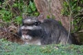 Curios Plains or common vizcacha- lagostomus maximus - feeding on green grass at El Palmar National Park, Argentina