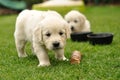 Curios puppy Royalty Free Stock Photo