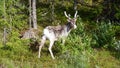 Curios Reindeer on road to Nipfjallet in Sweden Royalty Free Stock Photo