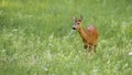 Curios roe deer doe grazing on green meadow with flowers with copy space Royalty Free Stock Photo