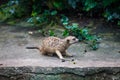 Curios meerkat suricate sitting on the stone Royalty Free Stock Photo