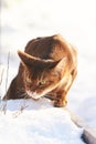 Abyssinian cat explore snow in garden