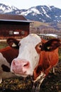 Curiosity cow on Alpine farm Royalty Free Stock Photo