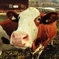 Curiosity cow on Alpine farm Royalty Free Stock Photo