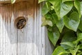 Curiosity. Cute baby bird looking out from its nest box