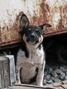 Curiosity homeless puppy Royalty Free Stock Photo