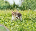 Curiosity kitten playing with soap bubbles Royalty Free Stock Photo