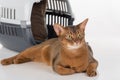 Curious Abyssinian cat and box. Isolated on white background