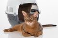 Curious Abyssinian cat and box. Long Tail. Isolated on white background