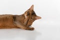 Curious Abyssinian cat lying on ground and hiding face. Isolated on white background