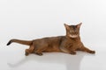 Curious Abyssinian cat lying on ground, long tail. Isolated on white background