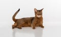 Curious Abyssinian cat lying on ground. Tail is up. Isolated on white background