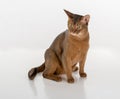 Curious Abyssinian cat sitting on the ground. Isolated on white background