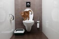 Curious Abyssinian Cat uses toilet bowl Royalty Free Stock Photo