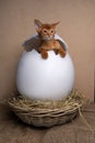 cute kittens inside of easter egg Royalty Free Stock Photo
