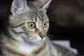 Curious, Adorable common cat hair tabby Royalty Free Stock Photo