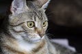 Curious, Adorable common cat hair tabby