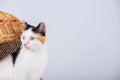 Curious adorable kitten  with black and yellow spots posing on white background with copy space. Cute pet for advertise Royalty Free Stock Photo