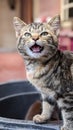 Curious, adorable tabby cat with expressive eyes and playful demeanor.