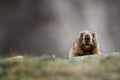 Curious Adult Brown Alpine Marmot Close Up. Marmota Marmota Woodchuck In Central Asian Mountains.Barskoon Gorge, Kyrgyzstan Royalty Free Stock Photo