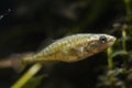 curious adult ninespine stickleback, clever tiny freshwater dwarf wild caught fish, coldwater species in European temperate Royalty Free Stock Photo