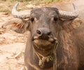 Curious adult water buffalo closeup