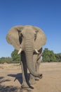 Curious African Elephant