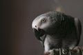 Curious African Gray Parrot Royalty Free Stock Photo